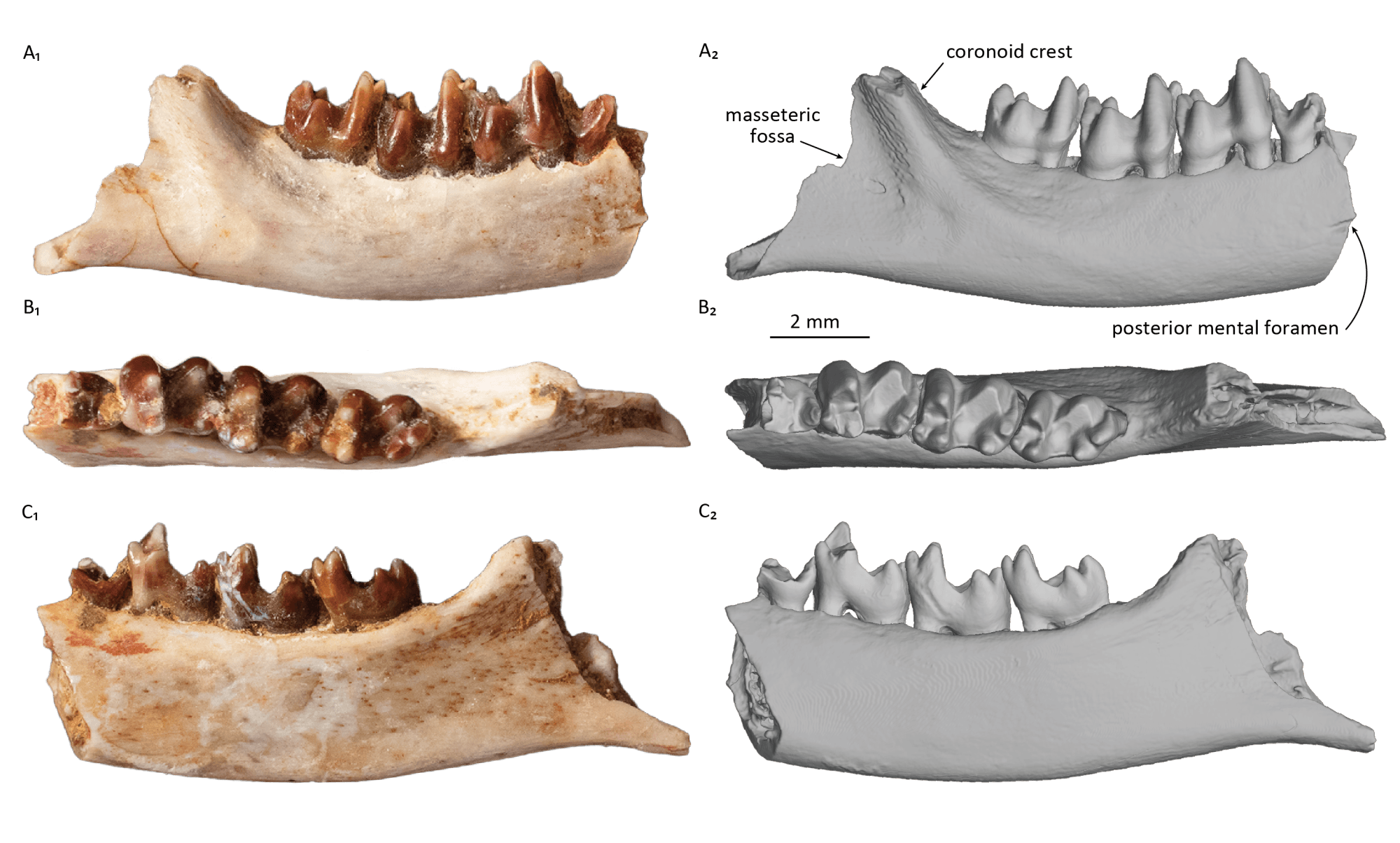 研究対象となった哺乳類化石の3方向からの画像(IPMAS所蔵・保管)