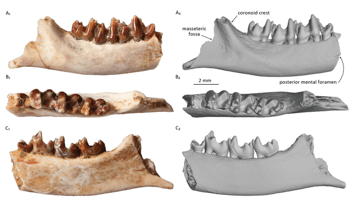 研究対象となった哺乳類化石の3方向からの画像(IPMAS所蔵・保管)