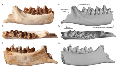 研究対象となった哺乳類化石の3方向からの画像（IPMAS所蔵・保管）