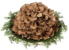 QXYaq5eay9jMFSMDlmpb.jpg?w=940&h=940