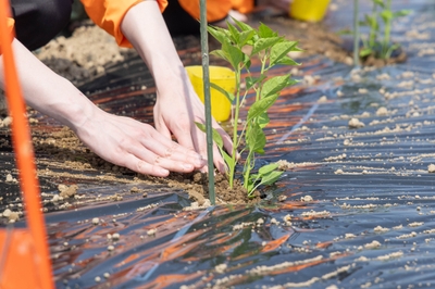 春、唐辛子をひと株ずつ定植しました