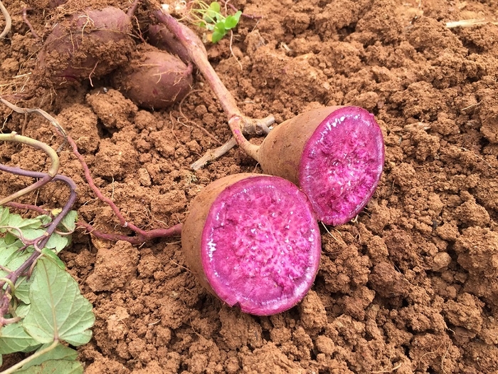 久米島産紅芋の写真