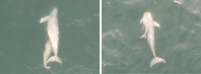 ドローンで撮影したスナメリの子どもと成体(左:授乳、右:社会的接触)八木原風 撮影