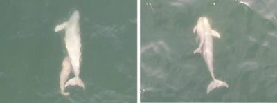 世界初！野生スナメリの子どもと非親個体の並行遊泳を確認　スナメリは従来説より高い社会性をもつ可能性を示唆