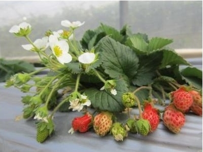 Ql9WA5UmSpLfhqKnvjKo.jpg?w=940&h=940