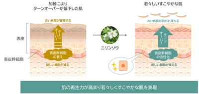 「ニリンソウ」が肌の再生力を高め若々しい状態に導くことを発見