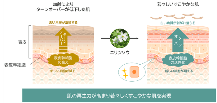 研究成果の概要