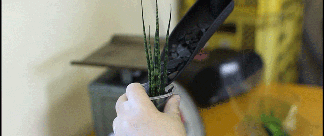 植え込みの様子:綺麗に整えられた炭に癒されながら