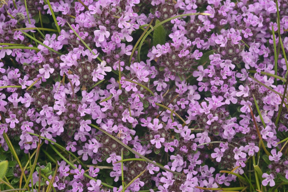 美肌への近道「深夜22時~26時のシンデレラタイム」