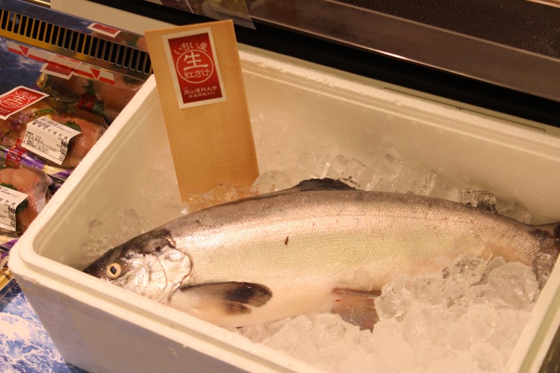 世界初の陸上養殖による事業化に成功したベニザケ(2023年7月)