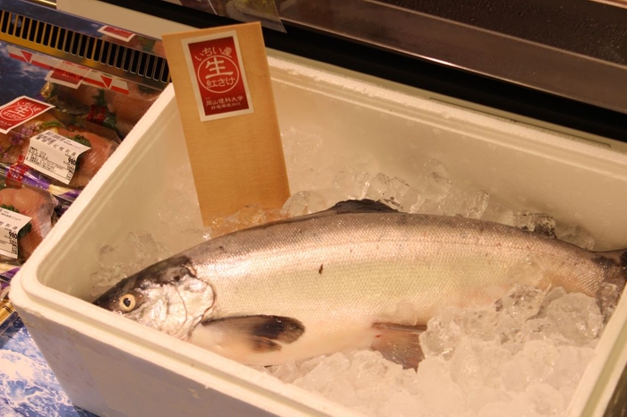 世界初の陸上養殖による事業化に成功したベニザケ(2023年7月)