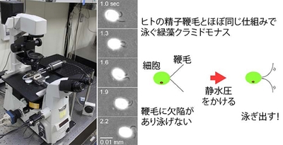 ヒトの精子鞭毛とほぼ同じ仕組みで泳ぐ緑藻クラミドモナス