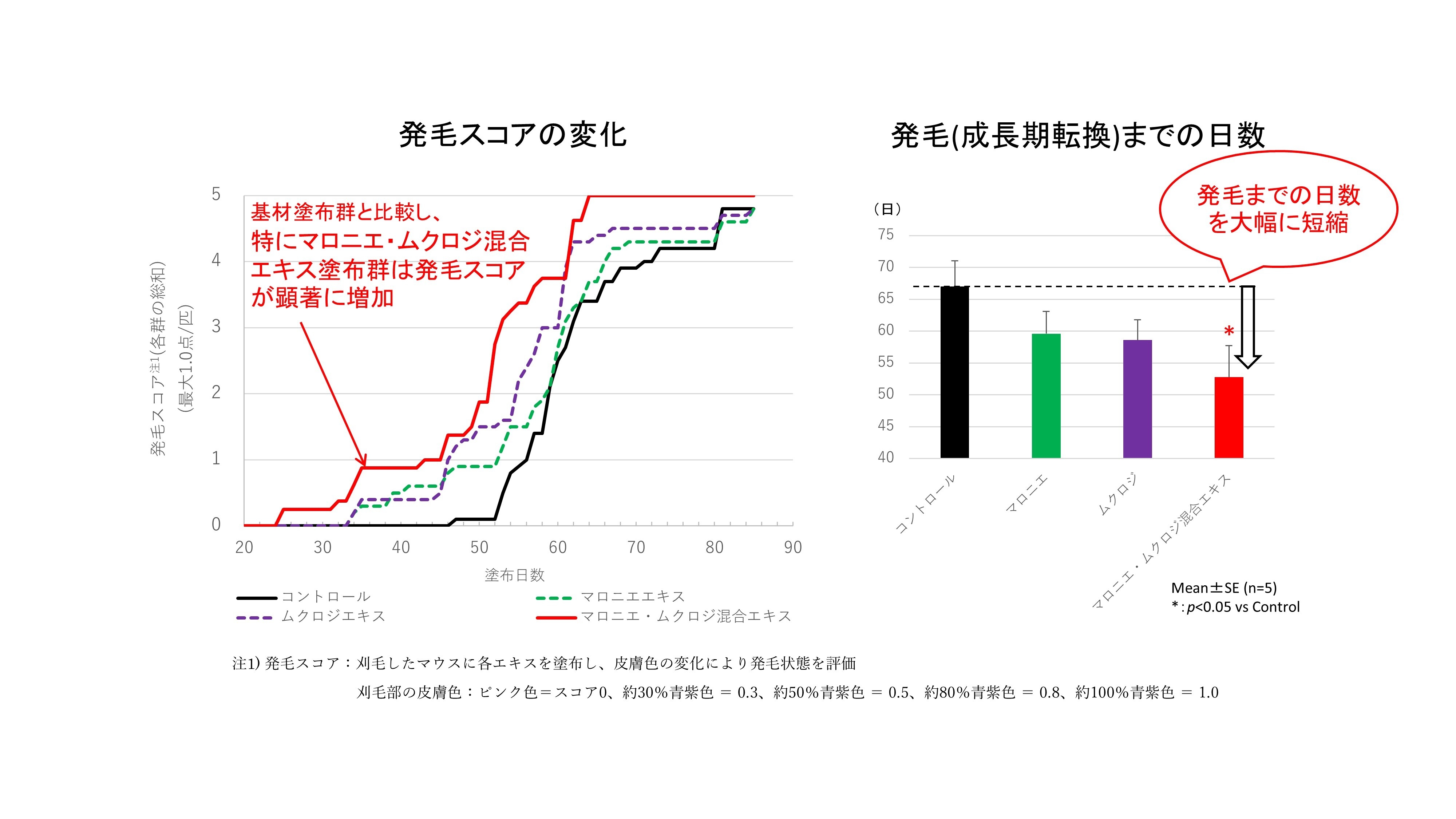 図3 マロニエ・ムクロジエキス混合エキスによる毛周期転換促進効果