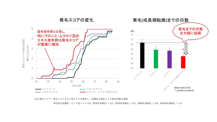 図3 マロニエ・ムクロジエキス混合エキスによる毛周期転換促進効果