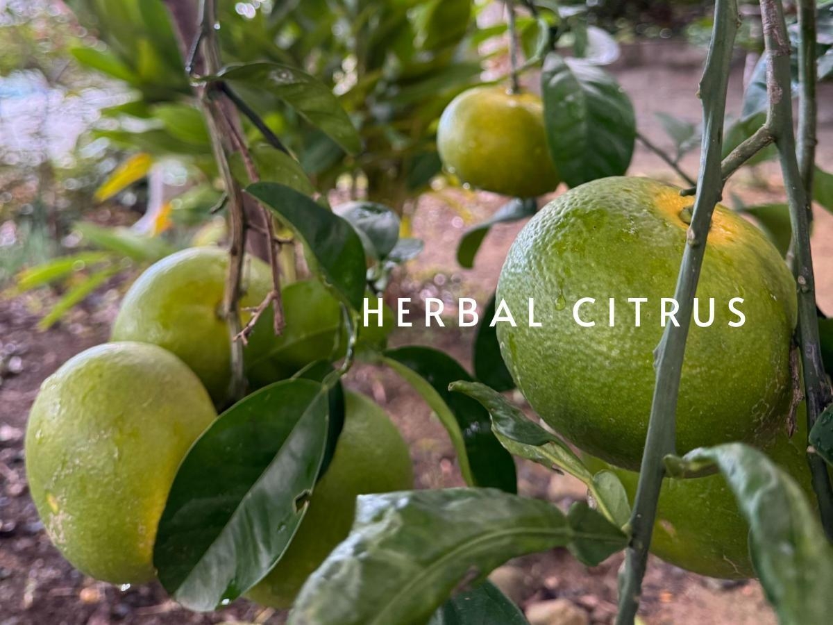 新商品:爽やかなハーバルシトラス