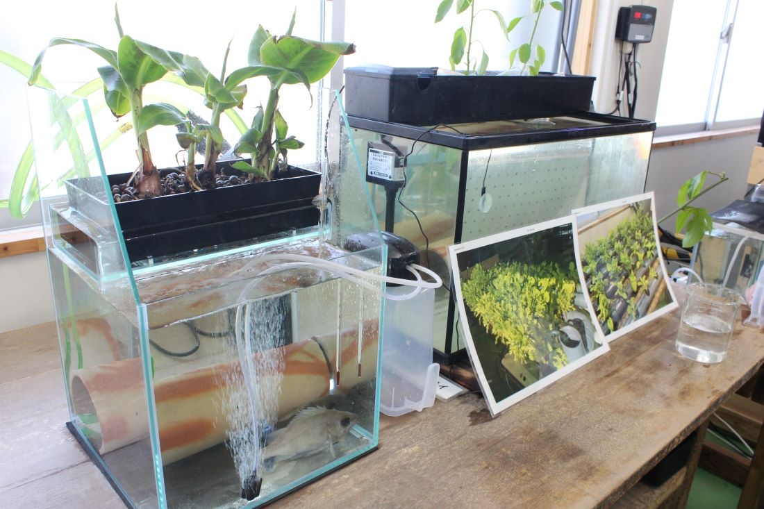 アクアポニックスで栽培しているバナナ(左)とトマト(右)