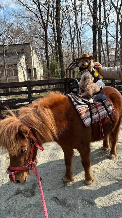 わんちゃんポニー乗馬体験
