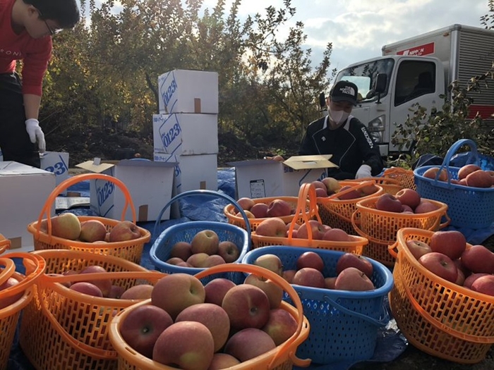 ▲泥から林檎を拾い上げて梱包