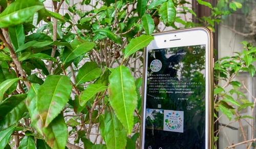 オチャノキプロジェクト公式Instagramアカウント開設のお知らせ