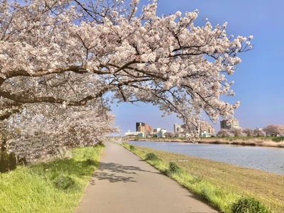 桜川河川敷