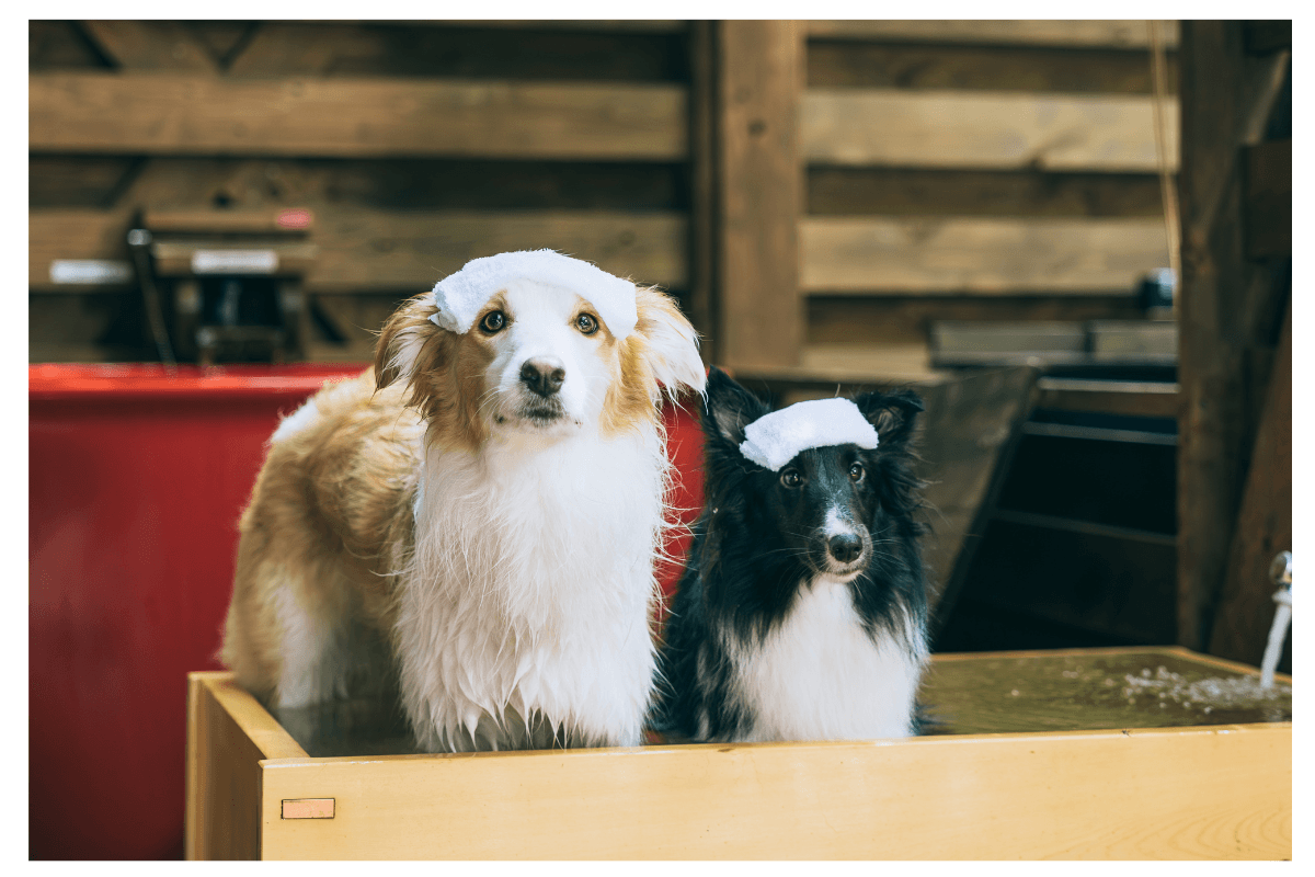 わんちゃん露天風呂