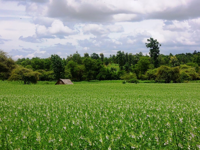 どこまでも広がるごま畑(ミャンマー・マグウェ地方)