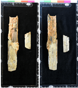 図3. 過去に採集された8世紀後半~9世紀後半の木材(スギ)が利用された刀の鞘