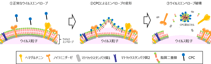 図3 CPCによるインフルエンザウイルスの不活化