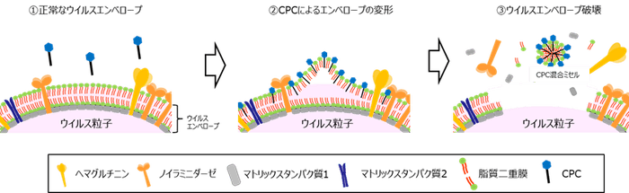 図3 CPCによるインフルエンザウイルスの不活化