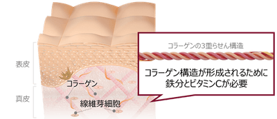 イメージ図　美しい肌のコラーゲン産生に必要な鉄分とビタミンC