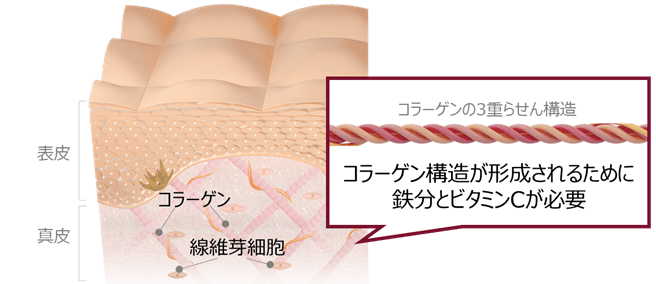 イメージ図 美しい肌のコラーゲン産生に必要な鉄分とビタミンC