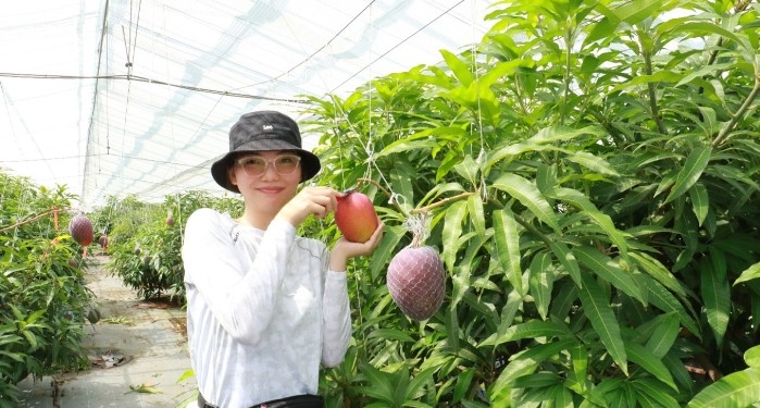 夏の贅沢！「近大マンゴー」を阪神百貨店などで限定販売　和歌山・大阪・奈良で味わえる至高のマンゴースイーツ