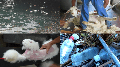 RrDG8QPuiPerCutQg3UG.png?w=940&h=940