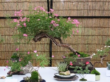 秋のミニバラ盆栽展(過去の様子)