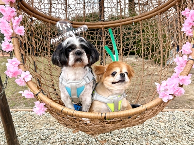 マルシェ近くのドッグラン春のフォットスポット