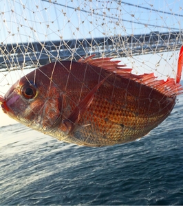 S1pJCUJEKexIA1MqBAkJ.jpg?w=940&h=940