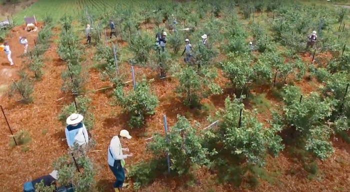 ブルーベリー収穫体験を楽しむお客さん達