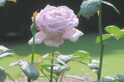 S2rJvhR5LfXcrAvvvVPY.jpeg?w=940&h=940