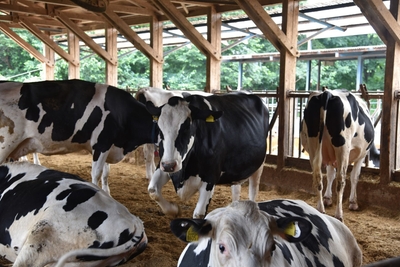 SDT8l4fCfIKCF9LmaBj9.jpg?w=940&h=940