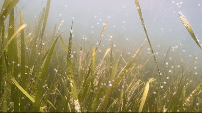 SDe38X3xxqyYZm5D4YVC.png?w=940&h=940