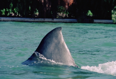 © 1982 Universal City Studios LLC. All Rights Reserved.