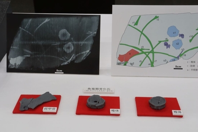 レプリカで再現された（左から）肩甲骨と２つの椎体