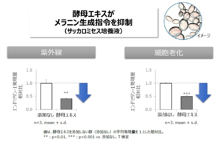 図3 酵母エキスによるメラニン生成指令の抑制