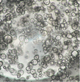 ヒト膵がん患者由来オルガノイドの増殖試験(8日後) a) InnoCell(R) プレート Nタイプ/地方独立行政法人大阪府立病院機構大阪国際がんセンター 平塚 徹 チームリーダー ご提供