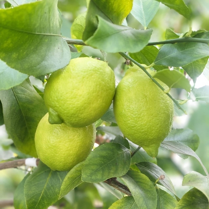 リスボンレモン·璃の香レモン 各500円(税込)