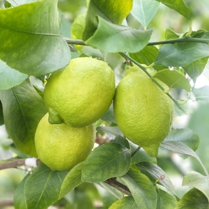 リスボンレモン·璃の香レモン 各500円（税込）