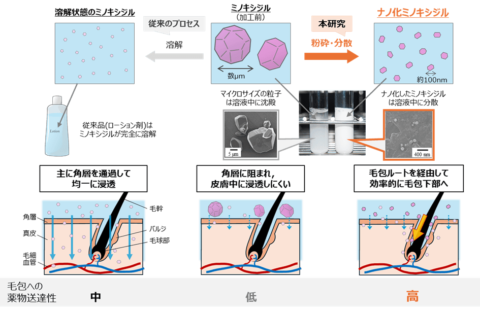 ナノ化ミノキシジルによる 早い発毛効果とそのメカニズムを解明
