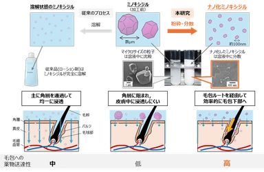 ナノ化ミノキシジルによる 早い発毛効果とそのメカニズムを解明