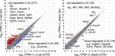 図4　亜鉛に暴露したマウス胚の遺伝子発現変動