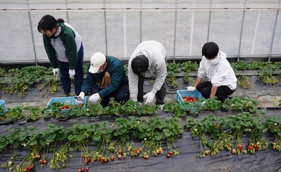 令和7年（2025年）2月、農学部生と障がいがある方がイチゴを収穫する様子